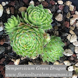 Sempervivum Green Dragon vaso 8/9