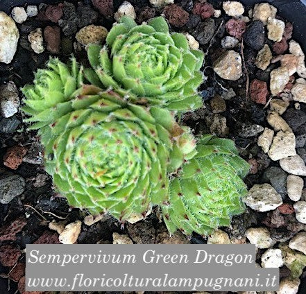 Sempervivum Green Dragon vaso 8/9