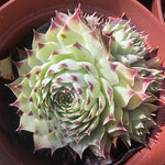 Sempervivum Calcareum Greenii vaso 8/9