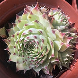 Sempervivum Calcareum Greenii vaso 8/9