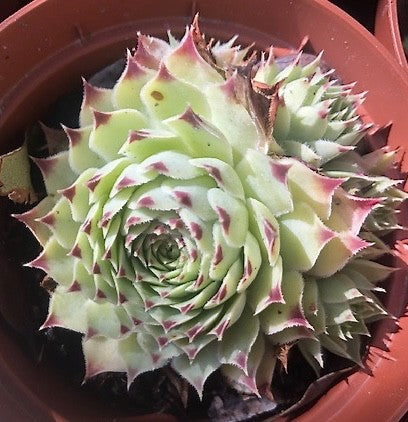 Sempervivum Calcareum Greenii vaso 8/9