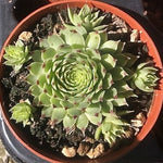 Sempervivum Calcareum Greenii vaso 8/9