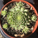Sempervivum Calcareum Greenii vaso 8/9