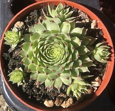 Sempervivum Calcareum Greenii vaso 8/9