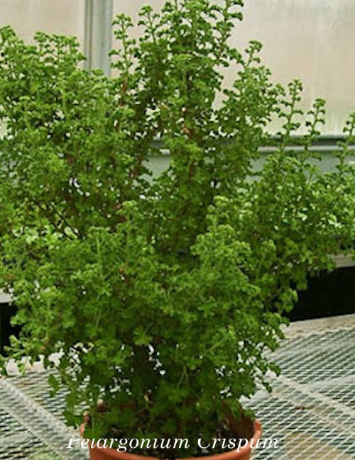 Pelargonium  Crispum Major  (profumo limone)