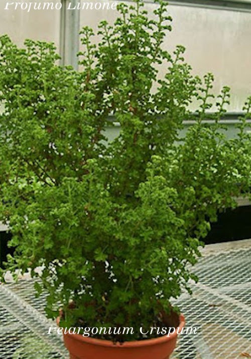 Pelargonium  Crispum Major  (profumo limone)