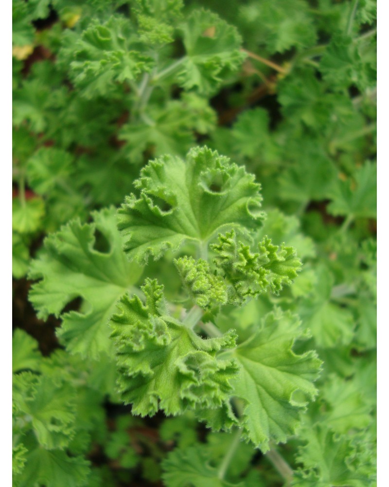 Pelargonium  Crispum Major  (profumo limone)