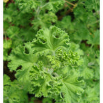Pelargonium  Crispum Major  (profumo limone)