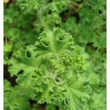 Pelargonium  Crispum Major  (profumo limone)