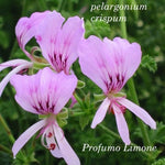 Pelargonium  Crispum Major  (profumo limone)