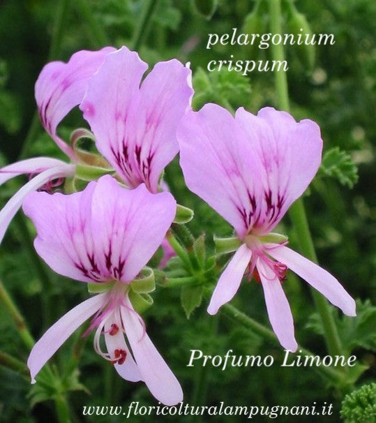 Pelargonium  Crispum Major  (profumo limone)