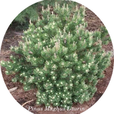Pinus Mughus Laurin cm. 30/40