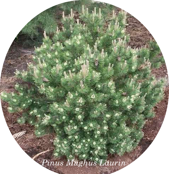 Pinus Mughus Laurin cm. 30/40