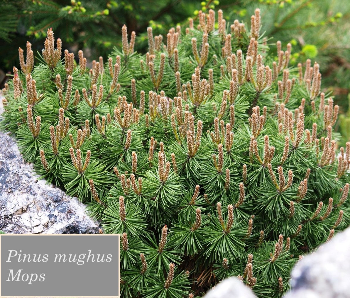 Pinus mughus Mops cm. 30/35