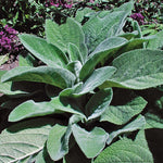 Stachys byzantina  lanata