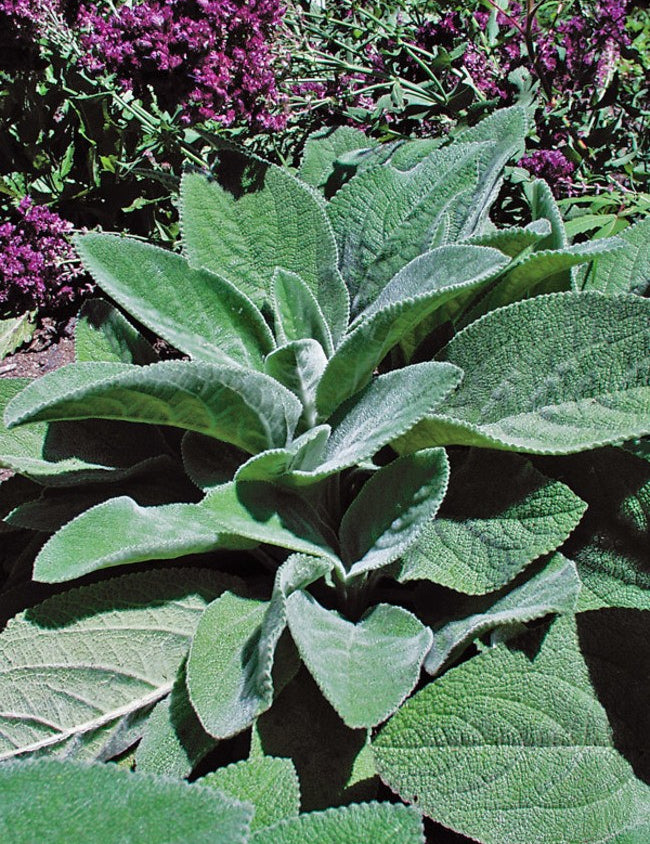 Stachys byzantina  lanata