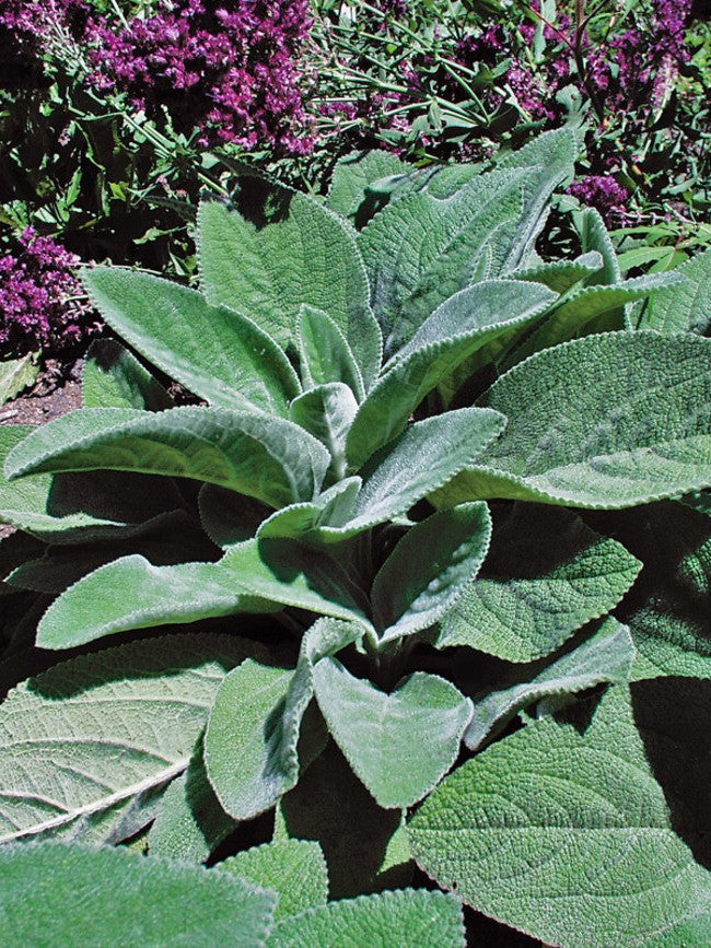 Stachys byzantina  lanata