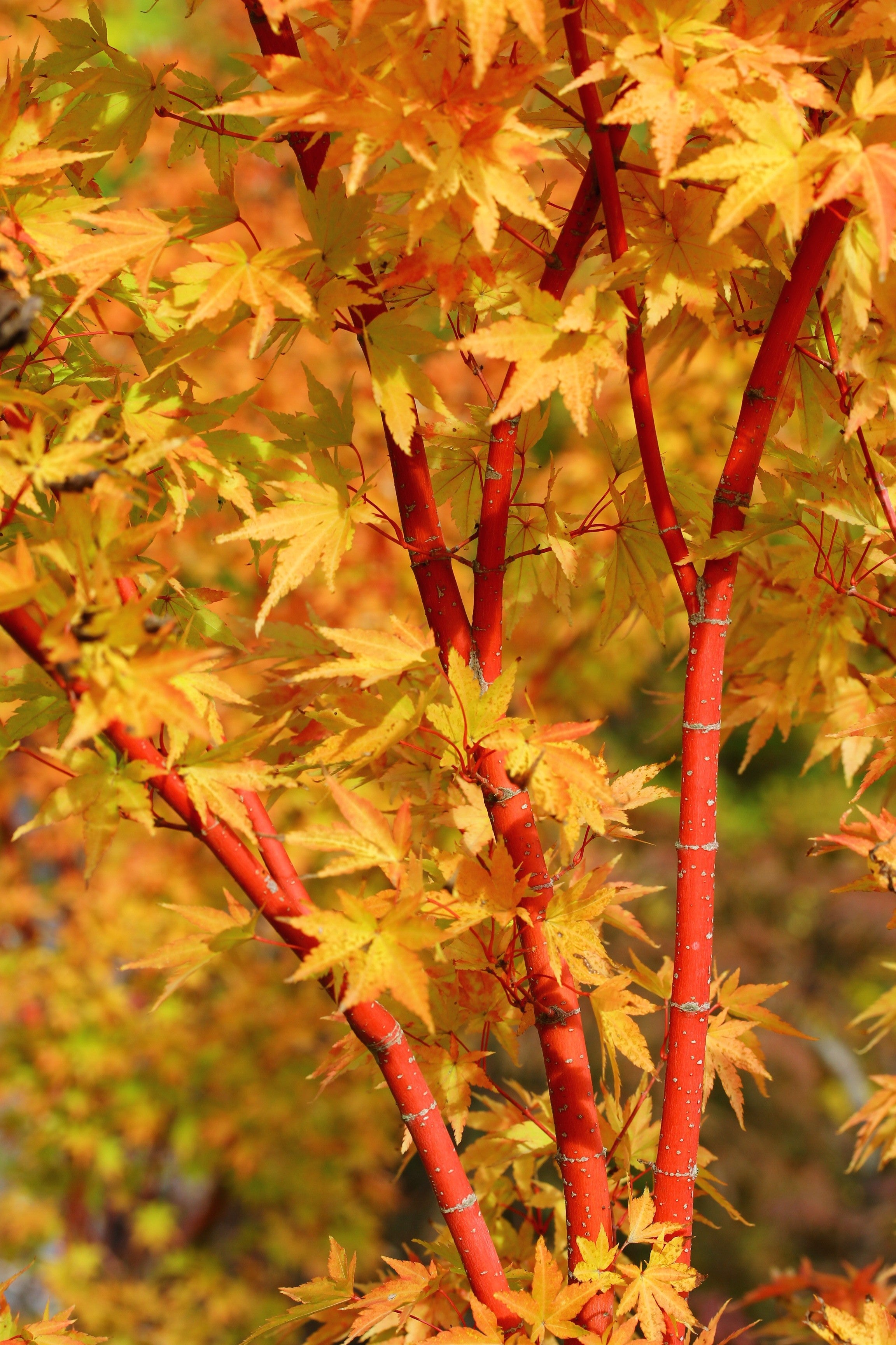  	 Acer Palmatum Sango kaku