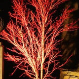  	 Acer Palmatum Sango kaku