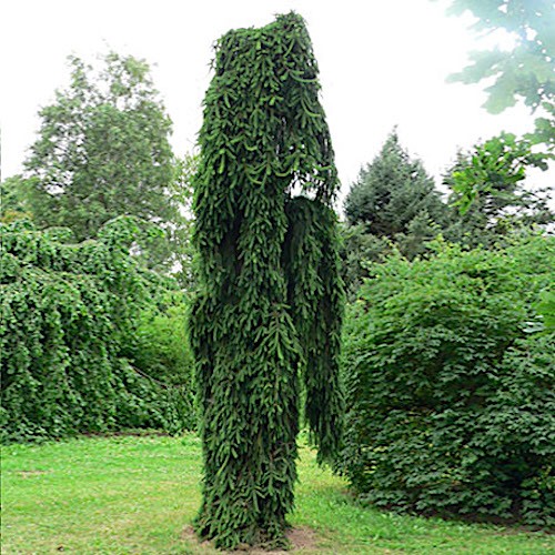 Picea abies Inversa pendula cm. 80/100 (spedizione solo Italia)