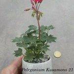 Pelargonium Kusamono 21 con vaso in plastica