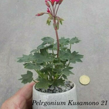 Pelargonium Kusamono 21 con vaso in plastica