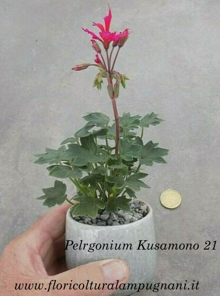 Pelargonium Kusamono 21 con vaso in plastica