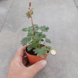 Pelargonium Kusamono 21 con vaso in plastica