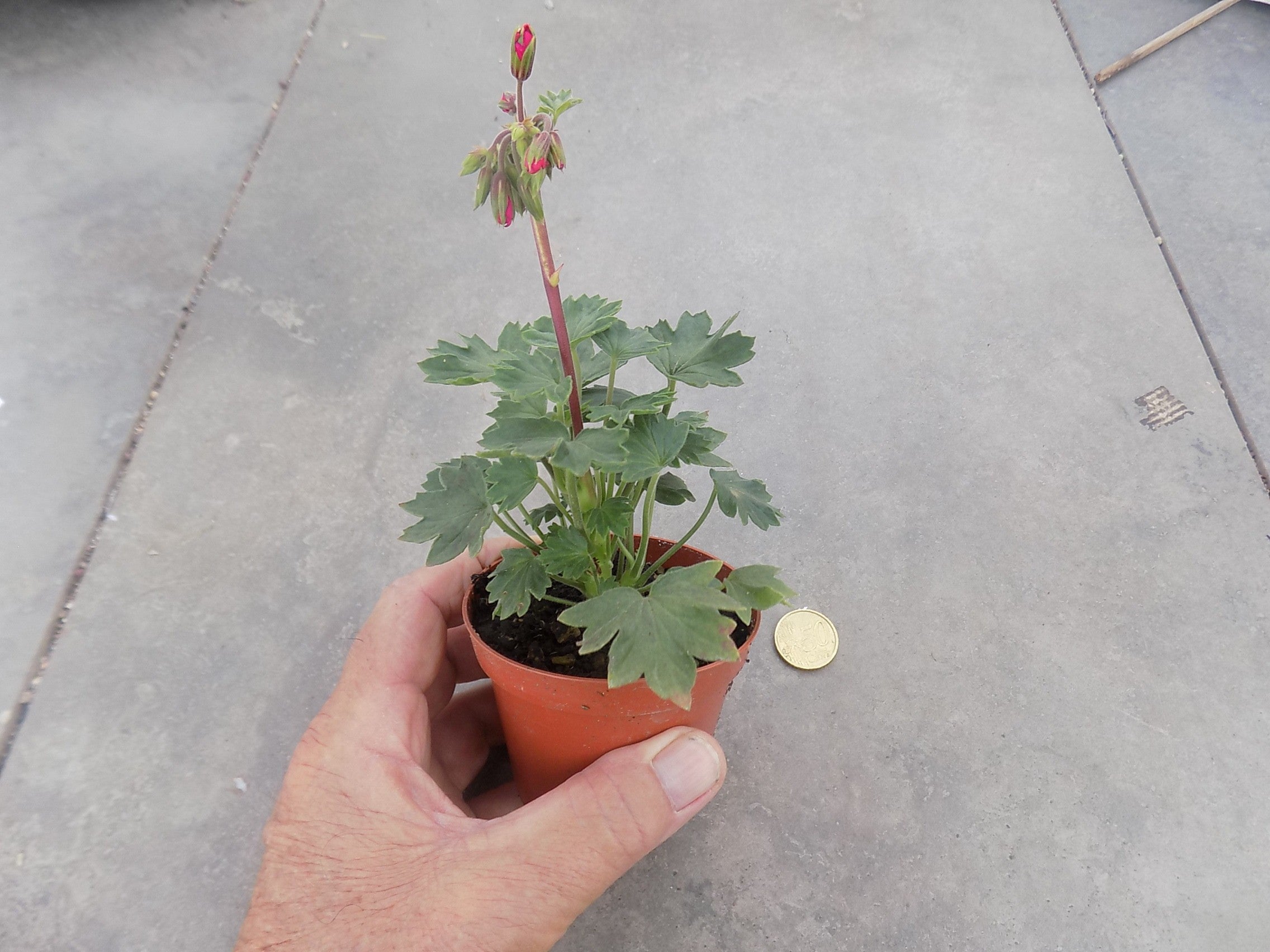 Pelargonium Kusamono 21 con vaso in plastica
