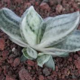 Gasteria Satu Satu no Matzu  vaso  5,5