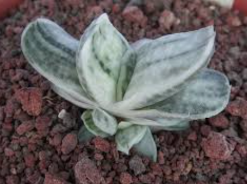 Gasteria Satu Satu no Matzu  vaso  5,5