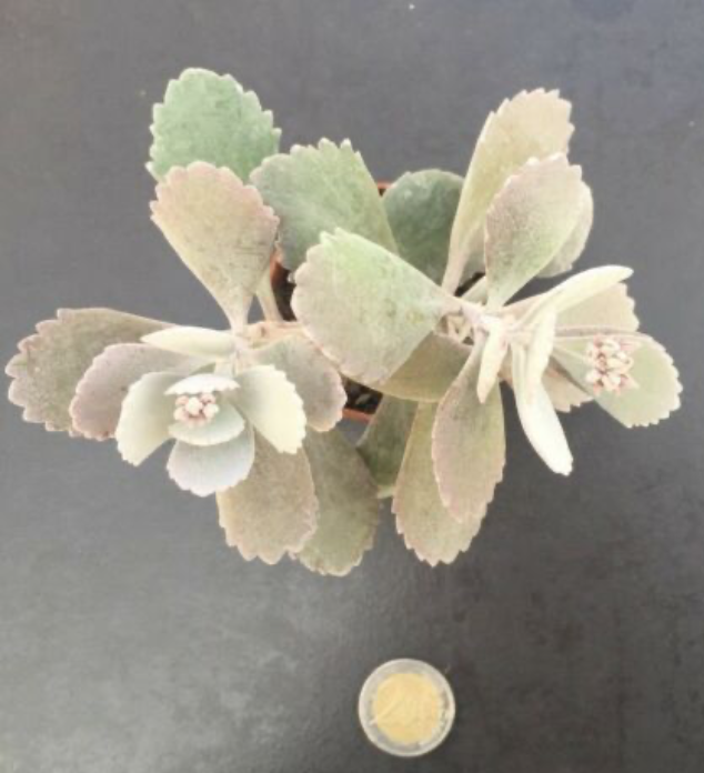 Kalanchoe pumila