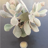 Kalanchoe pumila