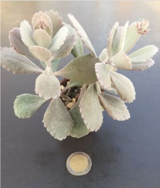 Kalanchoe pumila