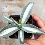 Agave americana 'Mediopicta Alba'