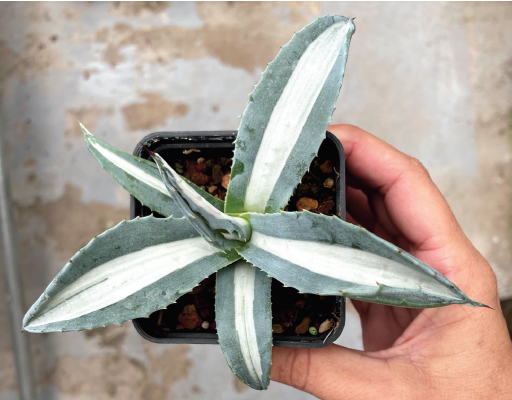 Agave americana 'Mediopicta Alba'