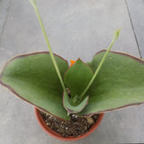 Kalanchoe synsepala cm. 22/24