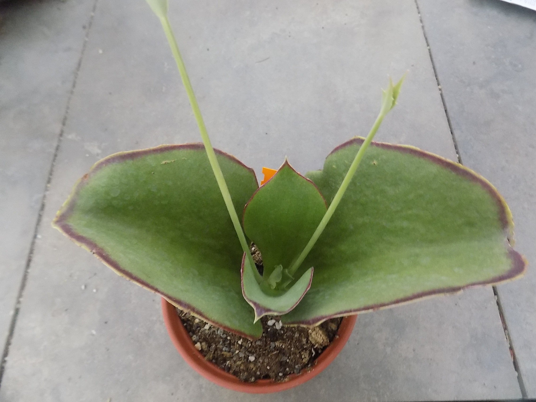 Kalanchoe synsepala cm. 22/24