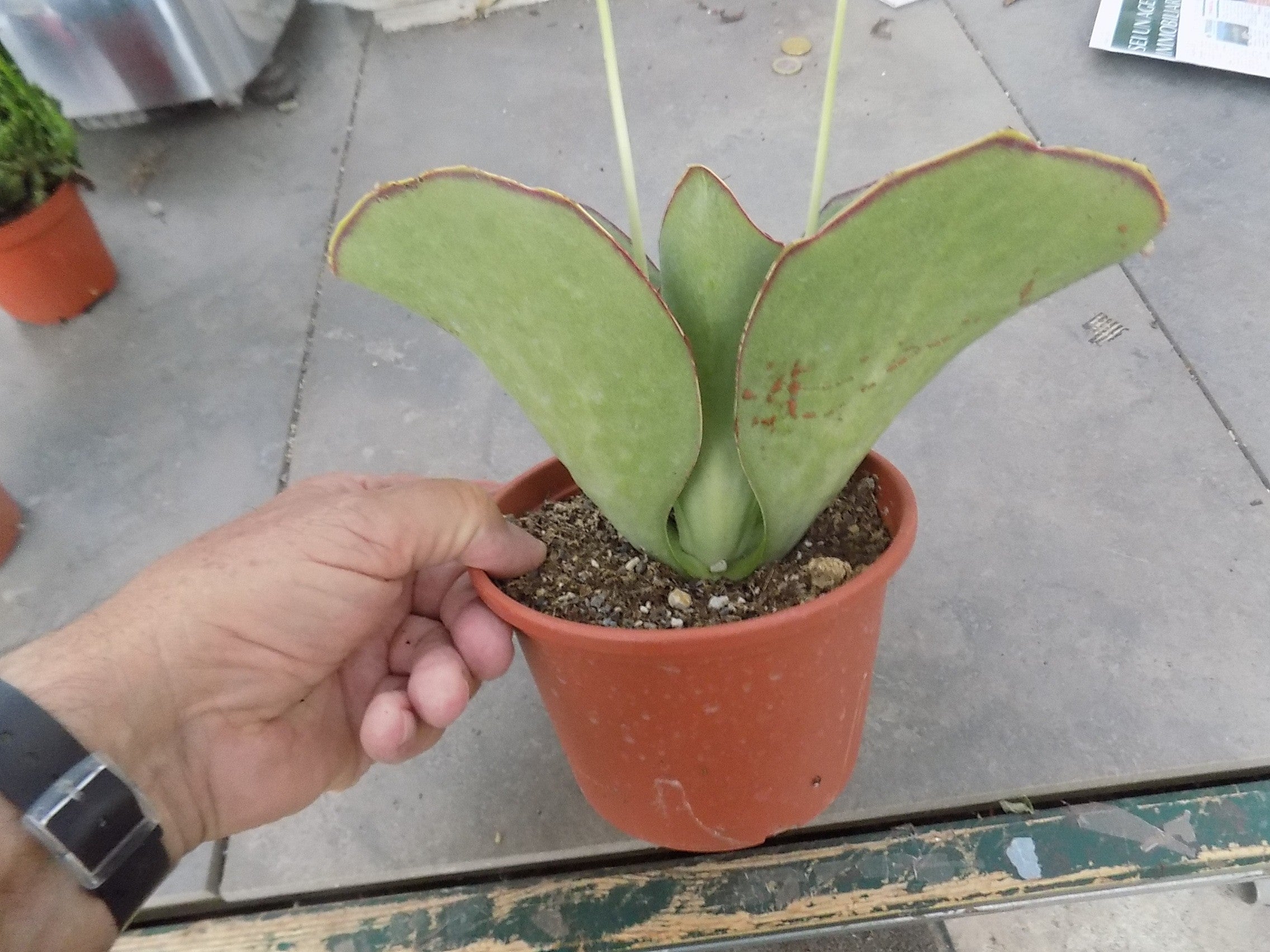 Kalanchoe synsepala cm. 22/24