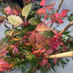 Acer Cissifolium Robusta Pink 2020  cm. 80/100