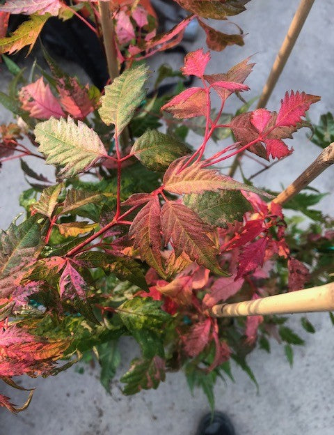 Acer Cissifolium Robusta Pink 2020  cm. 80/100