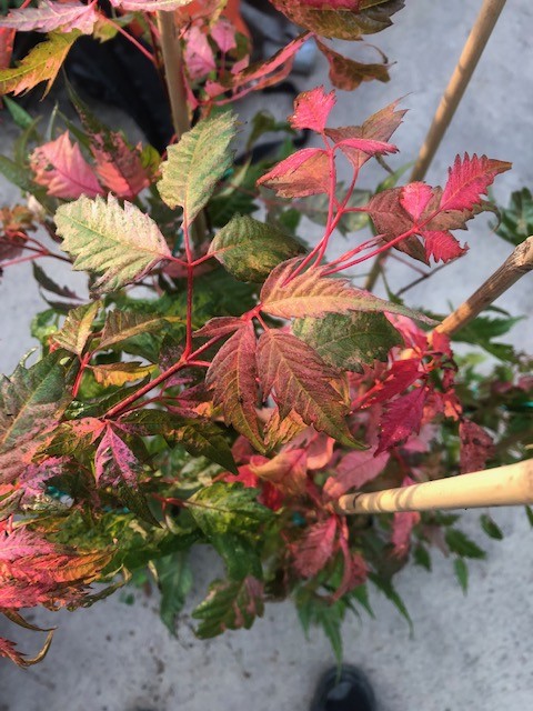 Acer Cissifolium Robusta Pink 2020  cm. 80/100