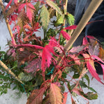 Acer Cissifolium Robusta Pink 2020  cm. 80/100