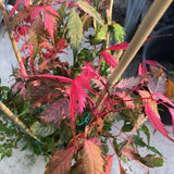 Acer Cissifolium Robusta Pink 2020  cm. 80/100