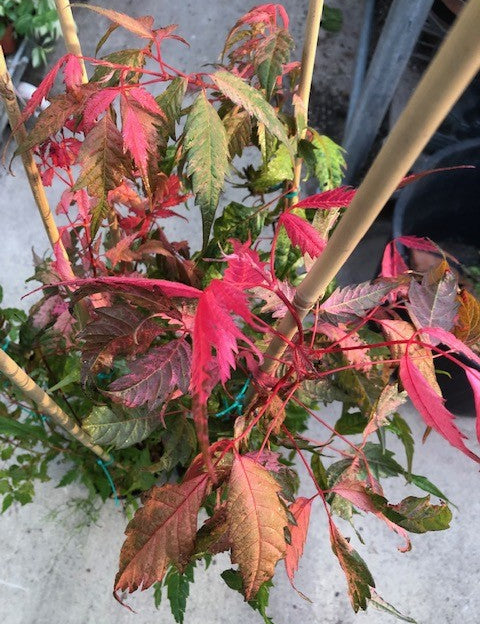 Acer Cissifolium Robusta Pink 2020  cm. 80/100