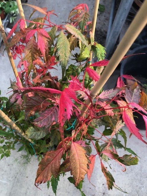 Acer Cissifolium Robusta Pink 2020  cm. 80/100