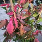 Acer Cissifolium Robusta Pink 2020  cm. 80/100