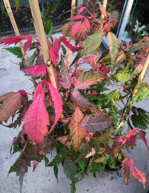Acer Cissifolium Robusta Pink 2020  cm. 80/100