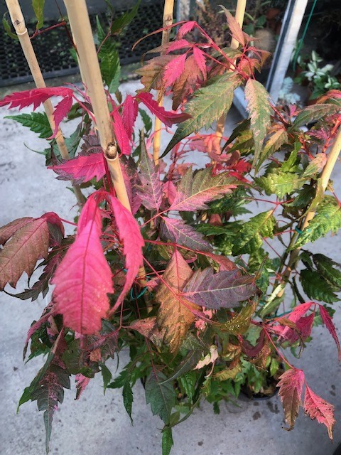 Acer Cissifolium Robusta Pink 2020  cm. 80/100