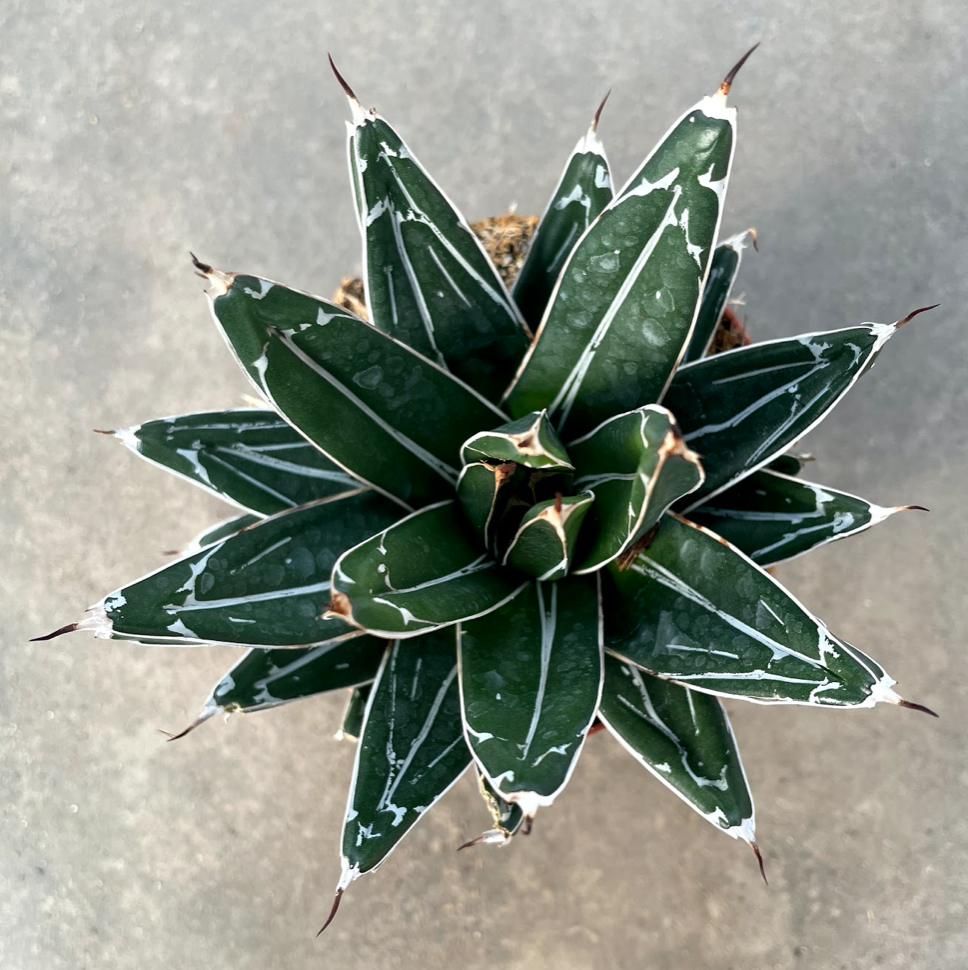 Agave Victoria reginae cm. 13/14